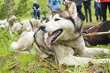 Captive Male Siberian Huskies at the Siberian K9 Kennel and Lodge, Petropavlovsk (Kamchatka) Russia, Asia.  MORE INFO: Dogs used for sled pulling and races.