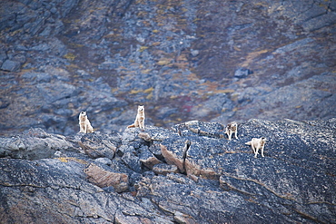 Huskies on dog island, Kimmirut, Baffin Island (Qikiqtaaluk) Nunavut, Canada, North America