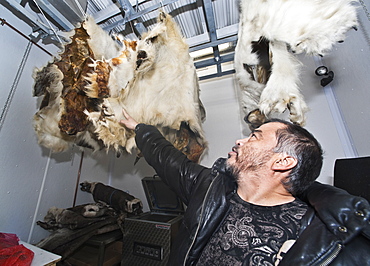 Local inuit man, in freezer house pointing to Polar Bear skins. Kangiqsujuaq, Quebec, Nunavik, Canada, North America  .Everything from Arctic Char (fish) to Reindeer, Polarbear and whale meat is stored in the freezer house, in which certain town members can access and store hunted foods and skins.  Polar bears often come into the local communities, if one is a persistent threat, they will kill it. Individuals can also hunt polar bears on quota. 