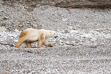 Polar Bear (Ursus Maritimus) on rocky beach. Akpatok Island, Quebec, Nunavik, Canada, North America