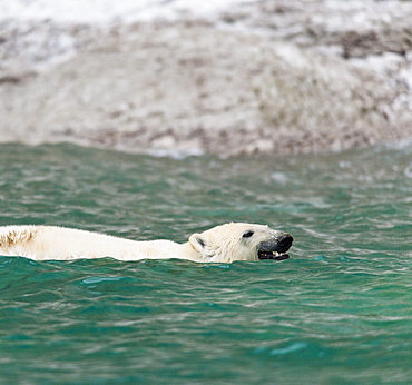 Polar Bear (Ursus Maritimus) bathing in ocean. Akpatok Island, Quebec, Nunavik, Canada, North America