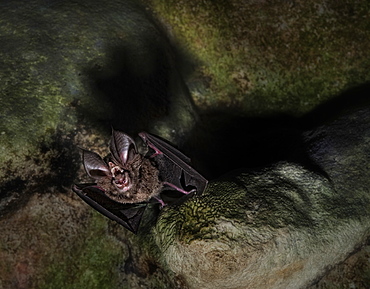 Horse Shoe Bat, cling to cave roof.  Mulu National Park, Sarawak, Borneo, Malaysia, Asia