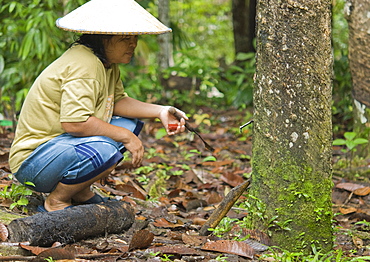 Iban Long House comunity, Adult female, rubber tree, tapping rubber. Kuching, Sarawak, Borneo, Malaysia, South-East Asia, Asia