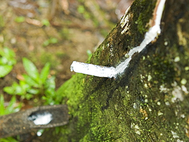 Iban Long House comunity, Adult female, rubber tree, tapping rubber. Kuching, Sarawak, Borneo, Malaysia, South-East Asia, Asia