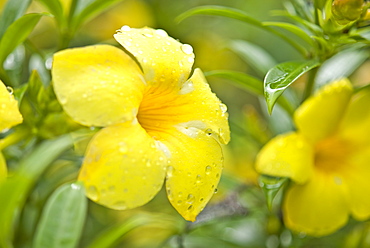 Wild flowers. Kuching, Sarawak, Borneo, Malaysia, South-East Asia, Asia