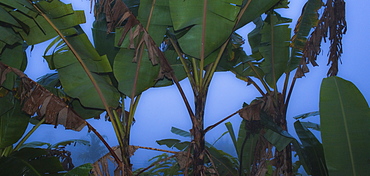 Rainforest vegetation.  Kampung Kiau Nulu Village, Sabah, Borneo, Asia