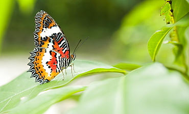 Butterfly at the Butterfly Farm.  Poring Hot Springs, Sabah, Borneo, Asia