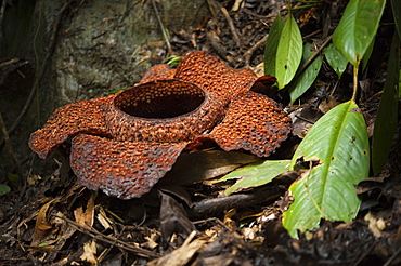 Rafflesia Keithii Flower, Largest flower in the world. Poring Hot Springs, Sabah, Boneo, Asia