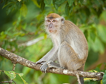 Wild Long Tailed Macaque (Macaca Fascicularis).  Kinabatanga Jungle, Sabah, Boneo, Asia