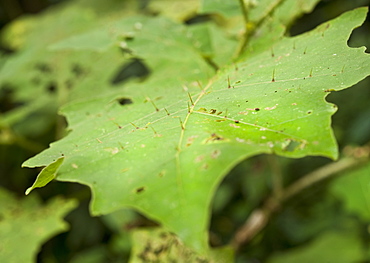 Prickly Leaf.  Kinabatanga Jungle, Sabah, Borneo, Malaysia