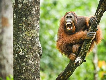 Wild Adult Male Orangutan (Pongo Pygmaeus). Endangered.   Sepilok Orangutan Rehabilitation Centre, Sandakan, Sabah, Malaysia