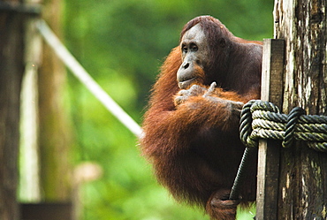 Wild Adult Male Orangutans (Pongo Pygmaeus). Endangered.   Sepilok Orangutan Rehabilitation Centre, Sandakan, Sabah, Malaysia