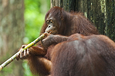 Wild Adult Orangutan (Pongo Pygmaeus). Endangered.   Sepilok Orangutan Rehabilitation Centre, Sandakan, Sabah, Malaysia