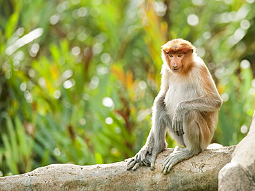 Wild Adult Proboscis Monkey (Nasalis larvatus). Endangered.; Sepilok Orangutan Rehabilitation Centre; Sandakan; Sabah; Borneo; Malaysia