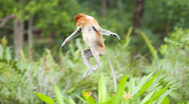 Wild Adult Proboscis Monkey (Nasalis larvatus). Endangered.; Sepilok Orangutan Rehabilitation Centre; Sandakan; Sabah; Borneo; Malaysia