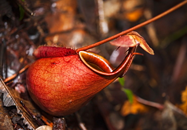 Pitcher Plant (Sarraceniaceae), Mulu National Park, Sarawak, Borneo, Malaysia