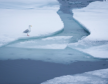 Longyearbyen, Moffen Islands, South ice sheets, Svalbard, Norway