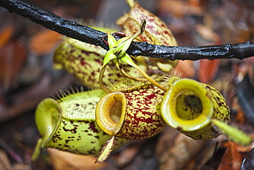 Pitcher Plants (Sarraceniaceae), Mulu National Park, Sarawak, Borneo, Malaysia