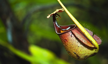 Pitcher Plant (Sarraceniaceae), Mulu National Park, Sarawak, Borneo, Malaysia