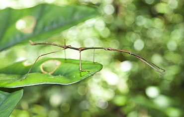 Stick-insect , Phasmatidea, Phamida, Borneo, Sarawak, Gunung Mulu NP, Malaysia