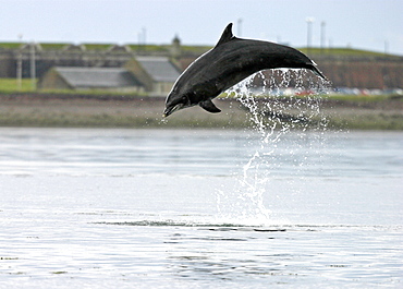 Bottlenose dolphin (Tursiops truncatus truncatus) leaping 2 metres above the surface. (1 or 2 images) Moray Firth, Scotland