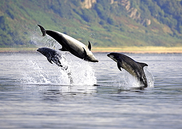 Three adult Bottlenose Dolphins (Tursiops truncatus) breaching together, socialising in the Moray Firth, Scotland.