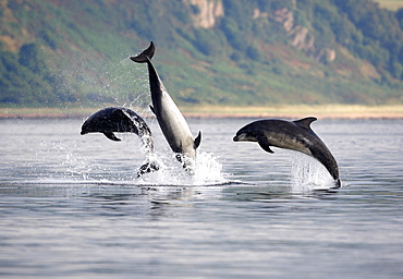 Three adult Bottlenose Dolphins (Tursiops truncatus) breaching together, socialising in the Moray Firth, Scotland.