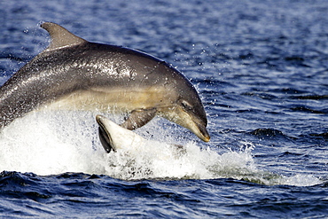 Bottlenose dolphins (Tursiops truncatus) two breaching together in the Moray Firth, Scotland