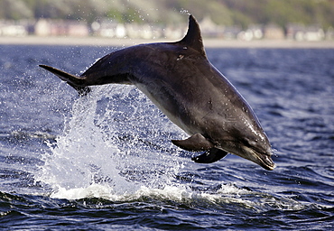 Bottlenose Dolphin (Tursiops truncatus) breaching in front of the camera at Chanonry Point, Moray Firth.