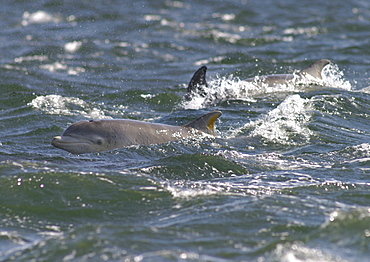 Bottlenose dolphins (Tursiops truncatus truncatus) feeding in the shallow rapids Chanonry Point in the Moray Firth, Scotland