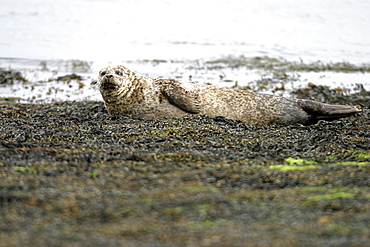 Harbour / Common seal (Phoca vitulina) resting as tide approaches. NE Scotland   (RR)