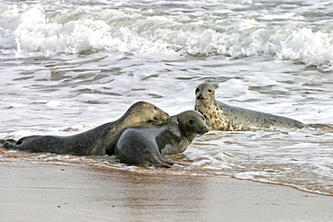 Male Atlantic grey seal (Halichoerus grypu) with two female seals. NE Scotland   (RR)