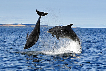 Bottlenose Dolphins (Tursiops truncatus) in the Moray Firth, Scotland