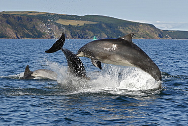 Bottlenose Dolphins (Tursiops truncatus) in the Moray Firth, Scotland