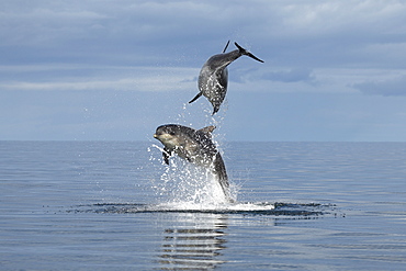 Bottlenose Dolphins (Tursiops truncatus) in the Moray Firth, Scotland