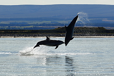 Bottlenose Dolphins (Tursiops truncatus) in the Moray Firth, Scotland