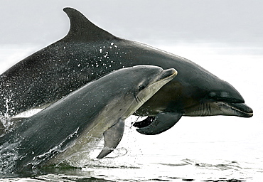 A pair of Bottlenose Dolphins (Tursiops truncatus) breaches from the Moray Firth, Scotland.