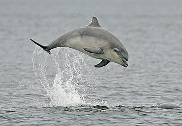 A young Bottlenose Dolphin (Tursiops truncatus) breaches from the Moray Firth, Scotland.