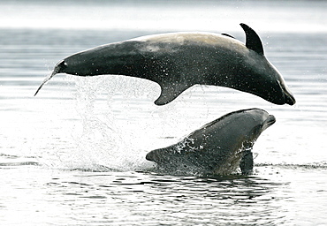 A Bottlenose Dolphin (Tursiops truncatus) breaches inverted over the top of another dolphin from the Moray Firth, Scotland.