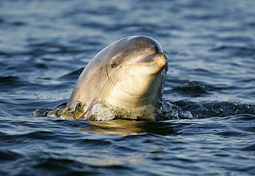 A young Bottlenose Dolphin calf (Tursiops truncatus) surfaces to look at dolphin watchers at Chanonry Point, Moray Firth, Scotland.