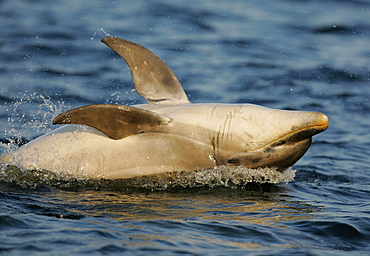 A young Bottlenose Dolphin calf (Tursiops truncatus) lands backwards after breaching from the Moray Firth, Scotland.