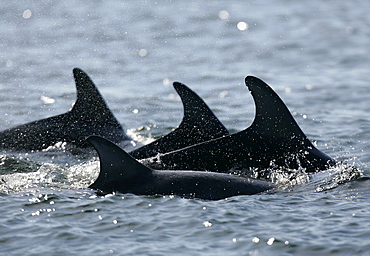 A group of resident bottlenose dolphins (Tursiops truncatus) travel through the Moray Firth, Scotland. Natural nick marks can be seen on one dorsal fin, these marks are used for photographic identification by marine biologists.