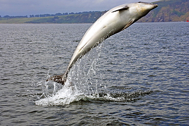 A young Bottlenose Dolphin (Tursiops truncatus) breaching from the water of the Moray Firth, Scotland