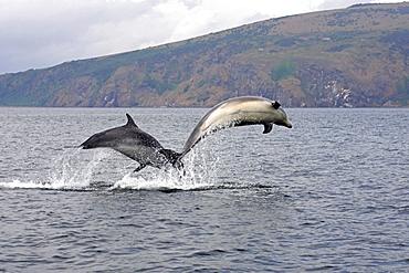 A pair of young Bottlenose dolphins (Tursiops truncatus) breaches from the water, Moray Firth, Scotland showing cliffs and coastline in the background.