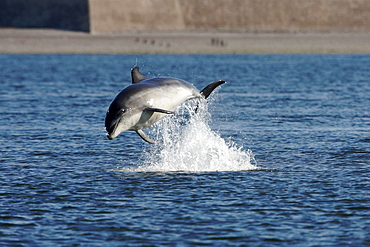 A juvenile Bottlenose dolphin (Tursiops truncatus) breaching from the water near Chanonry Point, Moray Firth, Scotland showing far shore and wall of Fort George.