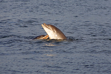 Two juvenile Bottlenose dolphins (Tursiops truncatus) showing teeth in socialising display, Moray Firth, Scotland.