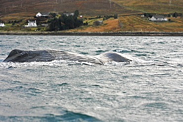 An emaciated bull Sperm Whale (Physeter macrocephalus) surfacing to breathe in Loch Ainort, a sea loch on the East coast of the Isle of Skye, Scotland with the village of Luib in the background.   (Restricted Resolution, please contact us).