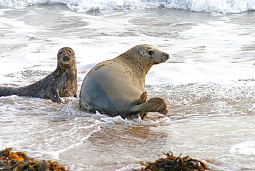 Female Atlantic grey seal (Halichoerus grypu) with her pup. NE Scotland   (RR)