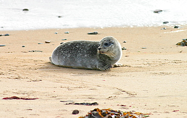 Harbour / Common seal (Phoca vitulina). NE Scotland   (RR)  