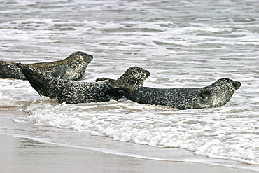 Harbour / Common seals (Phoca vitulina) entering the surf. NE Scotland   (RR)